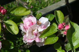 Apple blossom time at Dunbar's Close Garden
