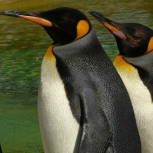 penguins edinburgh zoo