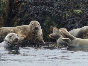 wildlife spotting on Forth Belle Cruise - seals and pups