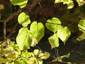 lime leaves Dunkeld
